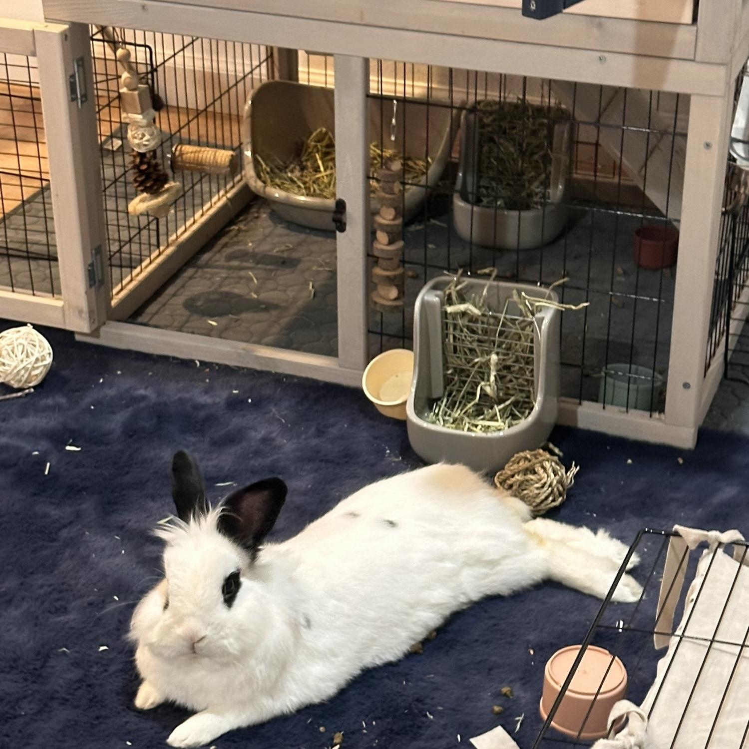 We found bunny in the woods as we were riding our bikes after the wedding. We decided to keep him and named him Ido. Unfortunately, he passed away in February due to an abscess that couldn’t be fixed.