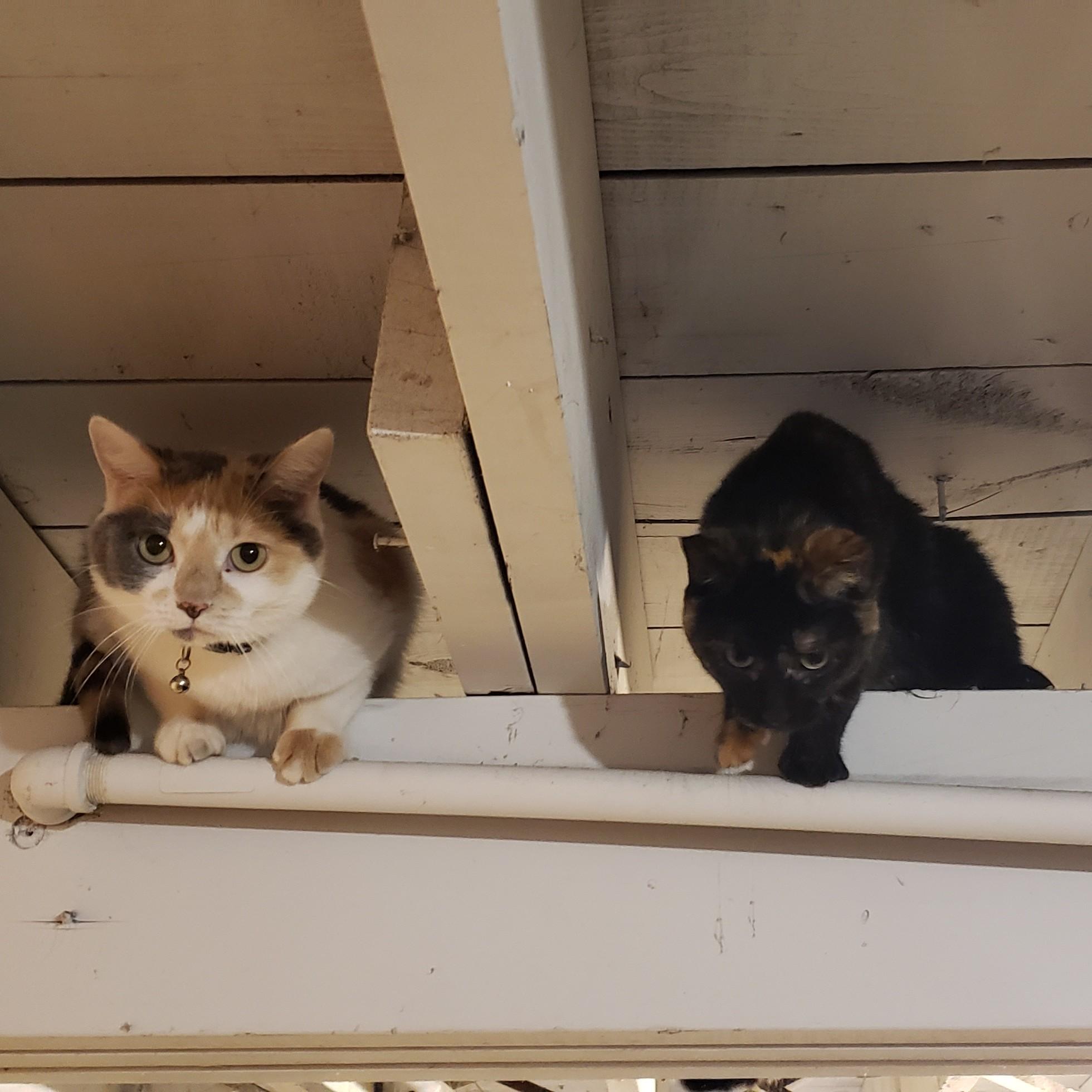 our other furbabies, Frannie (L) and Hazel (R)