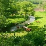 Cedar Creek Ranch
