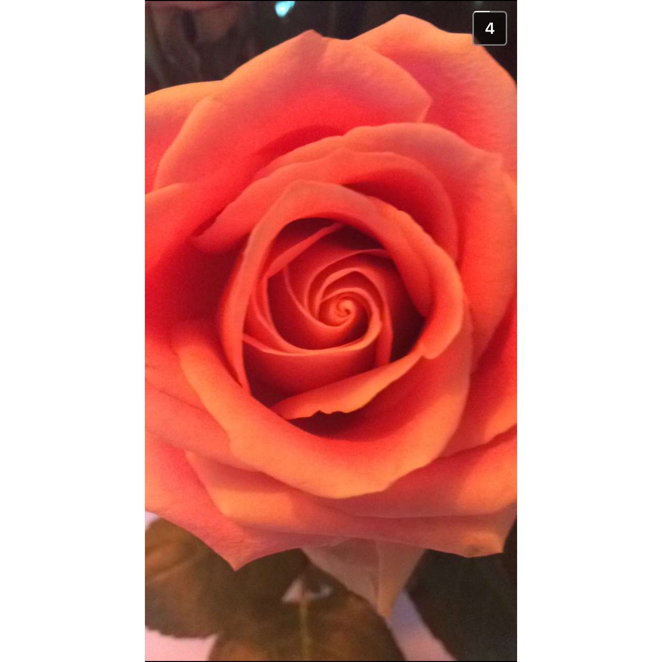 Hunt is always surprising me with flowers! He took this cool picture of one of them
Feb 2017