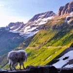 Glacier National Park- Camas Road entrance