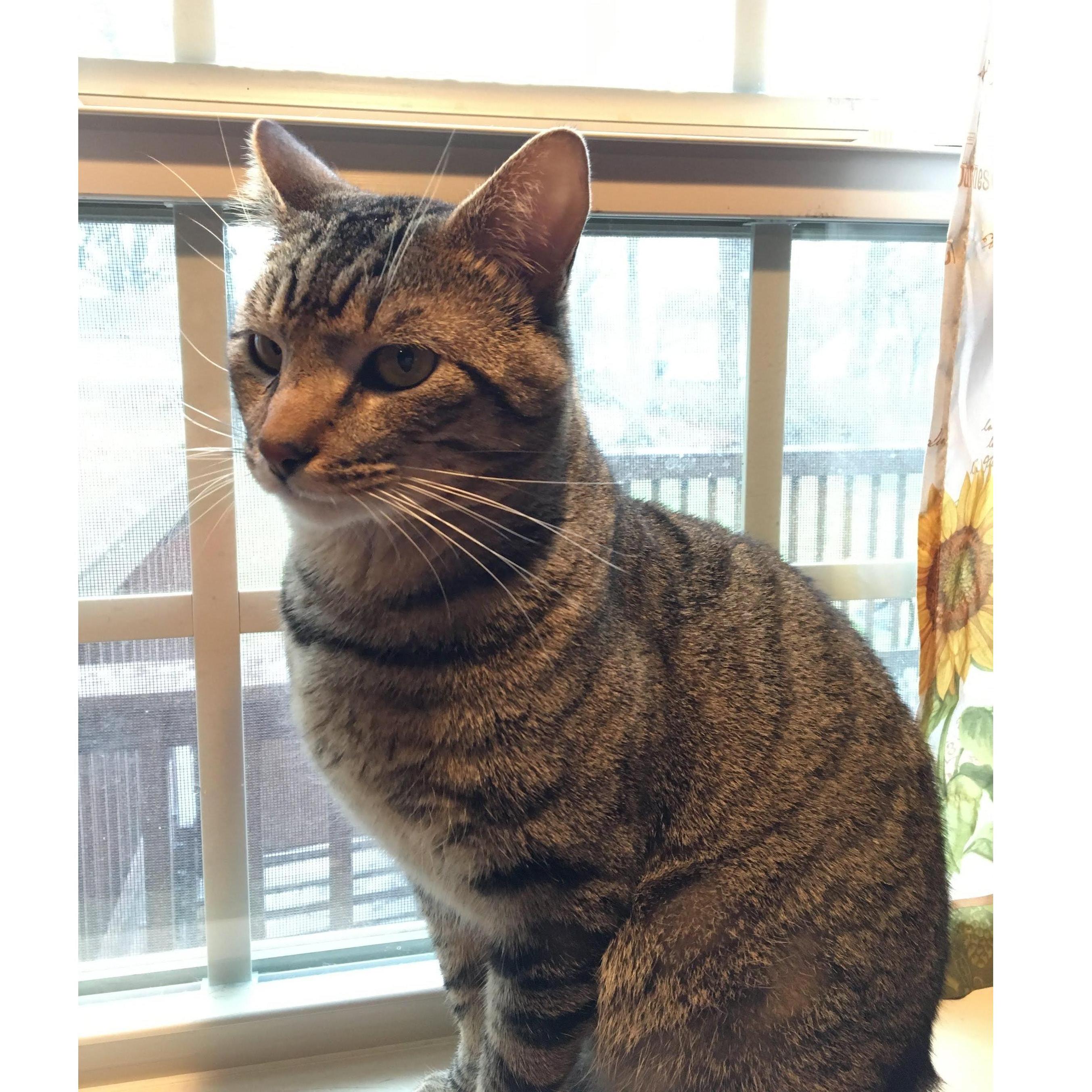 Finnegan is the sweetest, cuddliest cat you'll ever meet. We got Finn about a year and a half ago, and we can't remember what life was like before he joined the crew.
