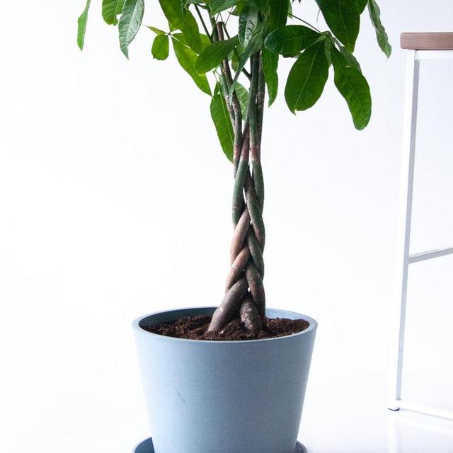 Money Tree - Stone Color Pot