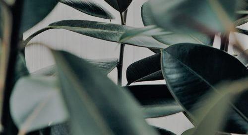 Footer image