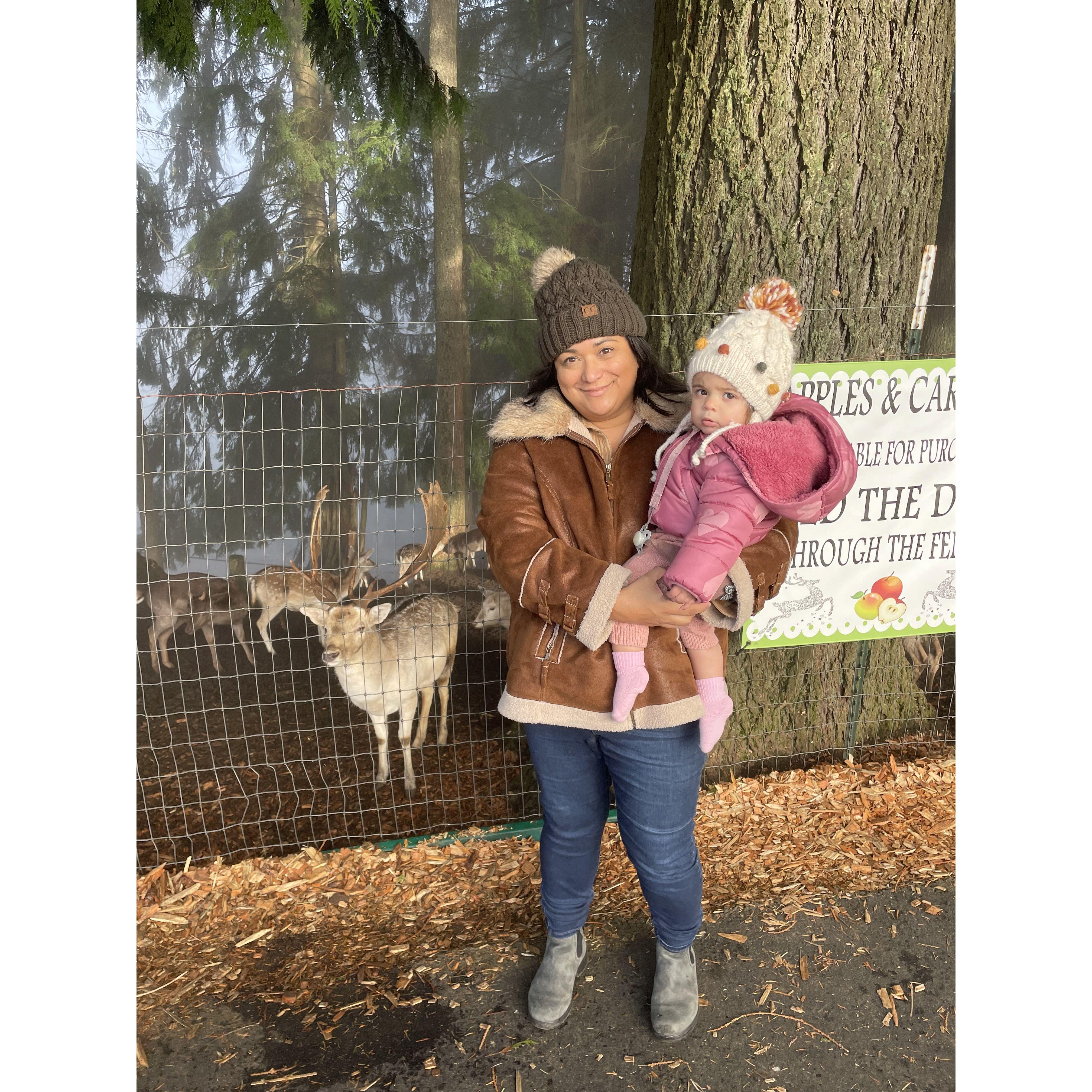 Meeting reindeer for Christmas!