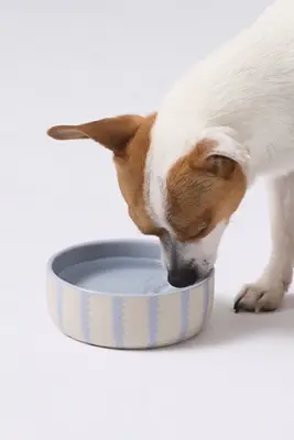 Rounded Scallop Pet Bowl