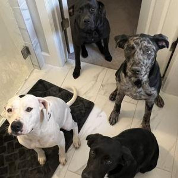 Year's Supply Of Pet Treats