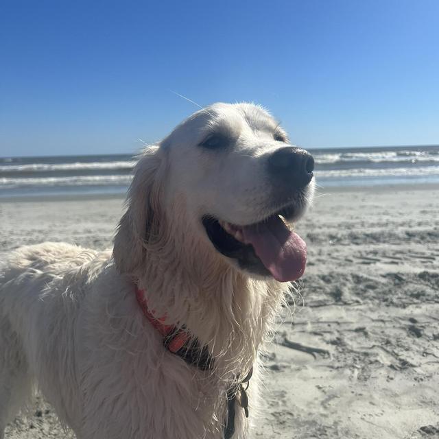 Doggy Daycare for Duchess