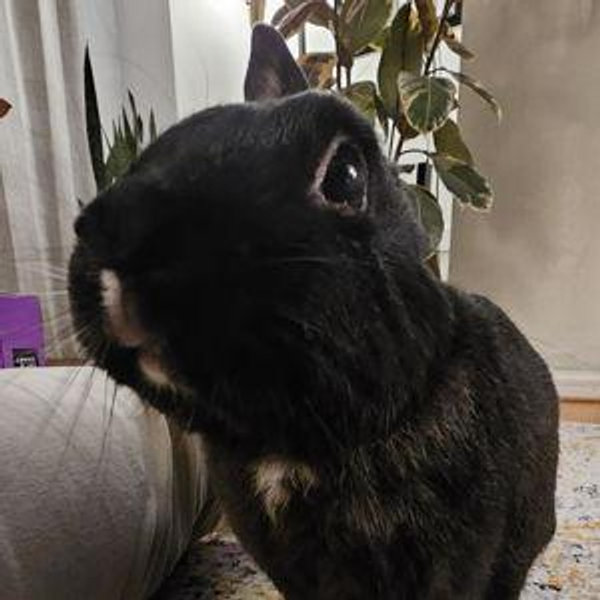 Donate to SaveABunny