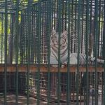 Cedar Cove Feline Conservation & Education Center