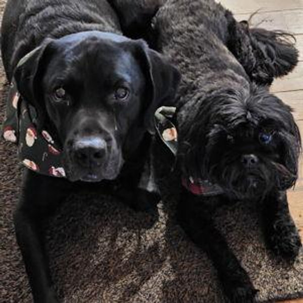 Paws of Love-TN Legacy Fund