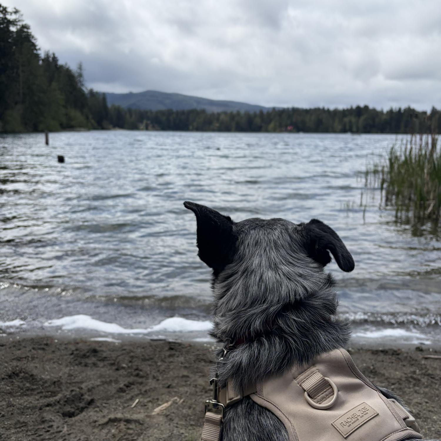 Ollie’s adventures