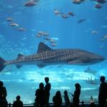 The Florida Aquarium
