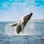 Futurismo Azores Adventures: Whale Watching