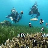 Scuba Diving/ Snorkeling Activities