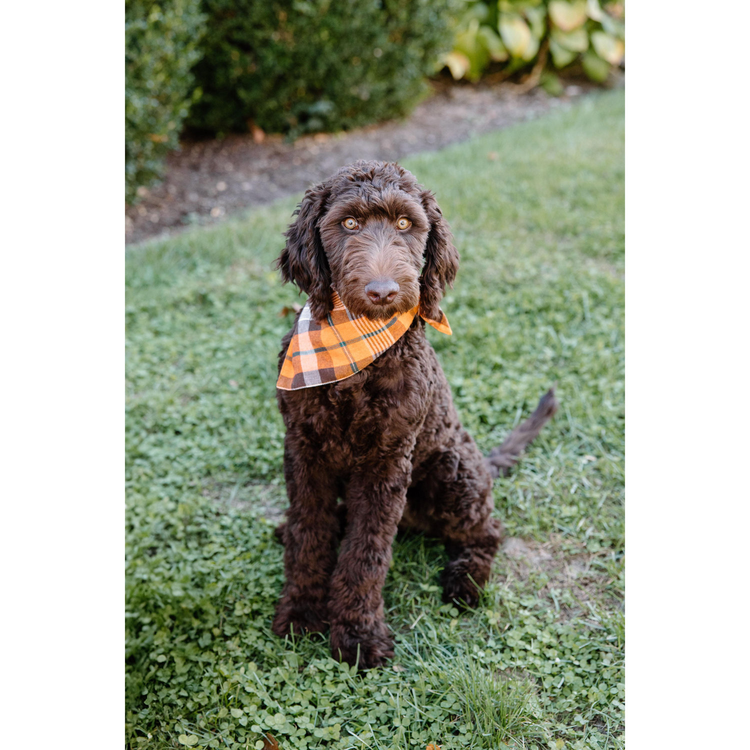 Our baby girl Willow!