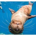 Snorkel at La Jolla Cove