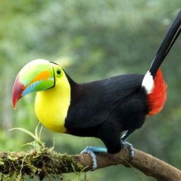 Bird Watching Tour in Belize for our Honeymoon