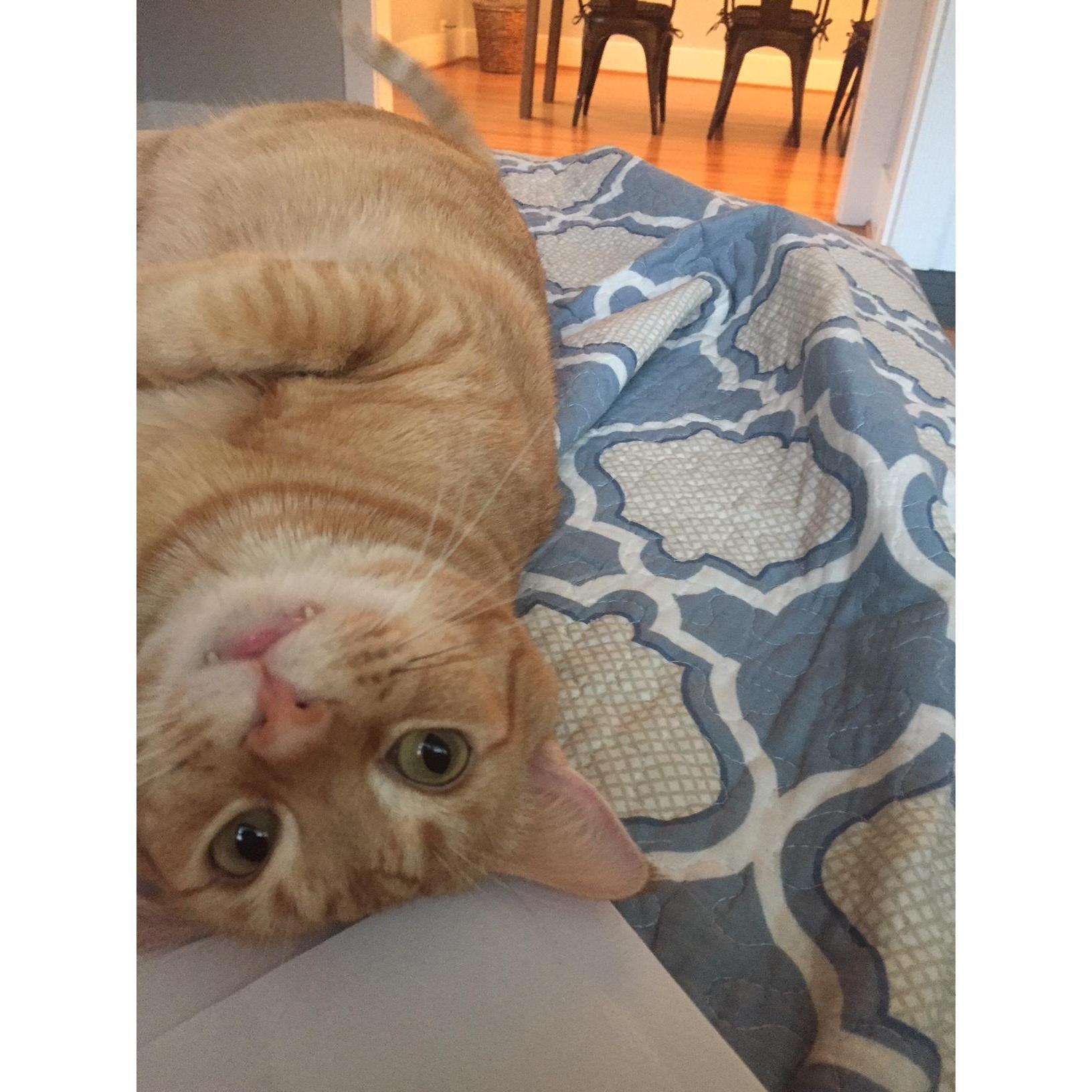 But this is our one and only furbaby for right now (Grant) that we adopted together in February 2018.  We are just a little bit obsessed with him.