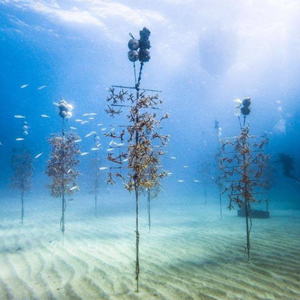 Donation to The Coral Restoration Fund!