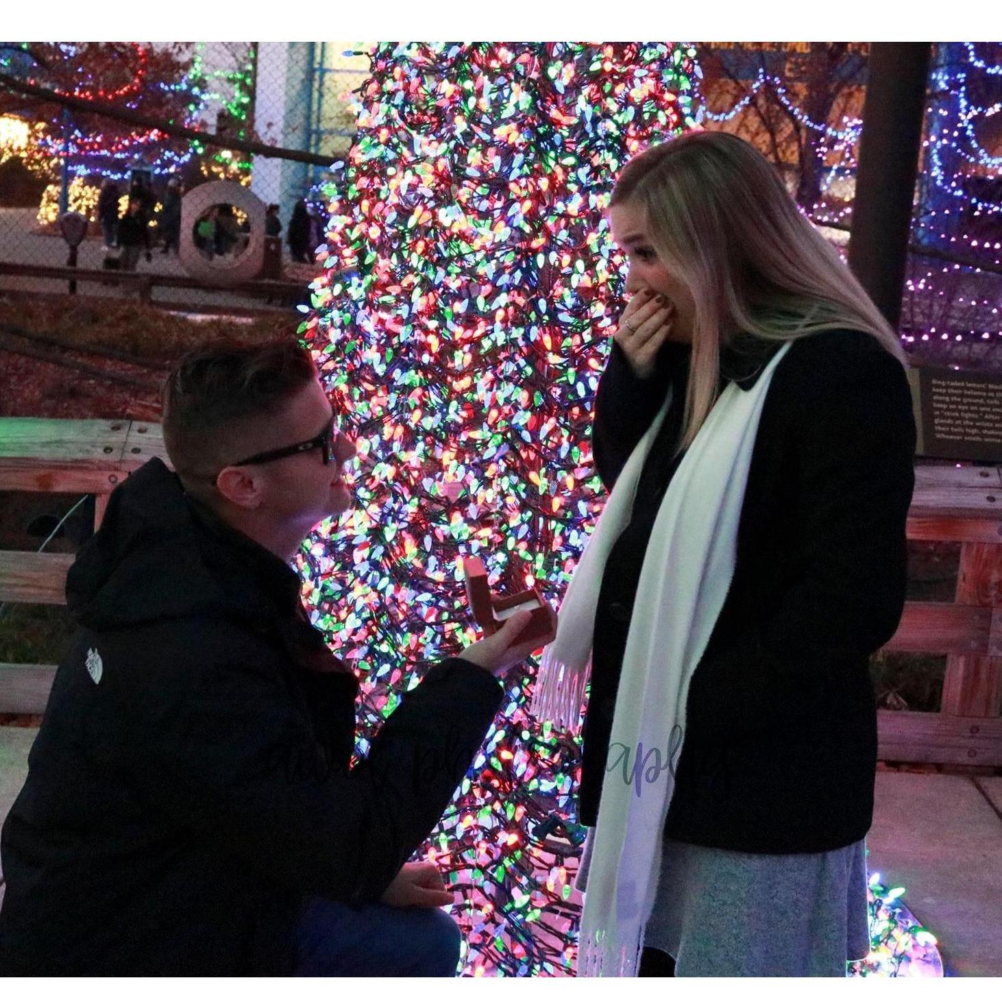 1/2 pictures from their engagement. They got engaged at the Indianapolis Zoo during Christmas- that was their first date location