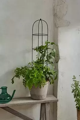 Obelisk Topiary Frame