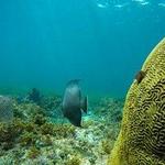 Snorkeling Adventure