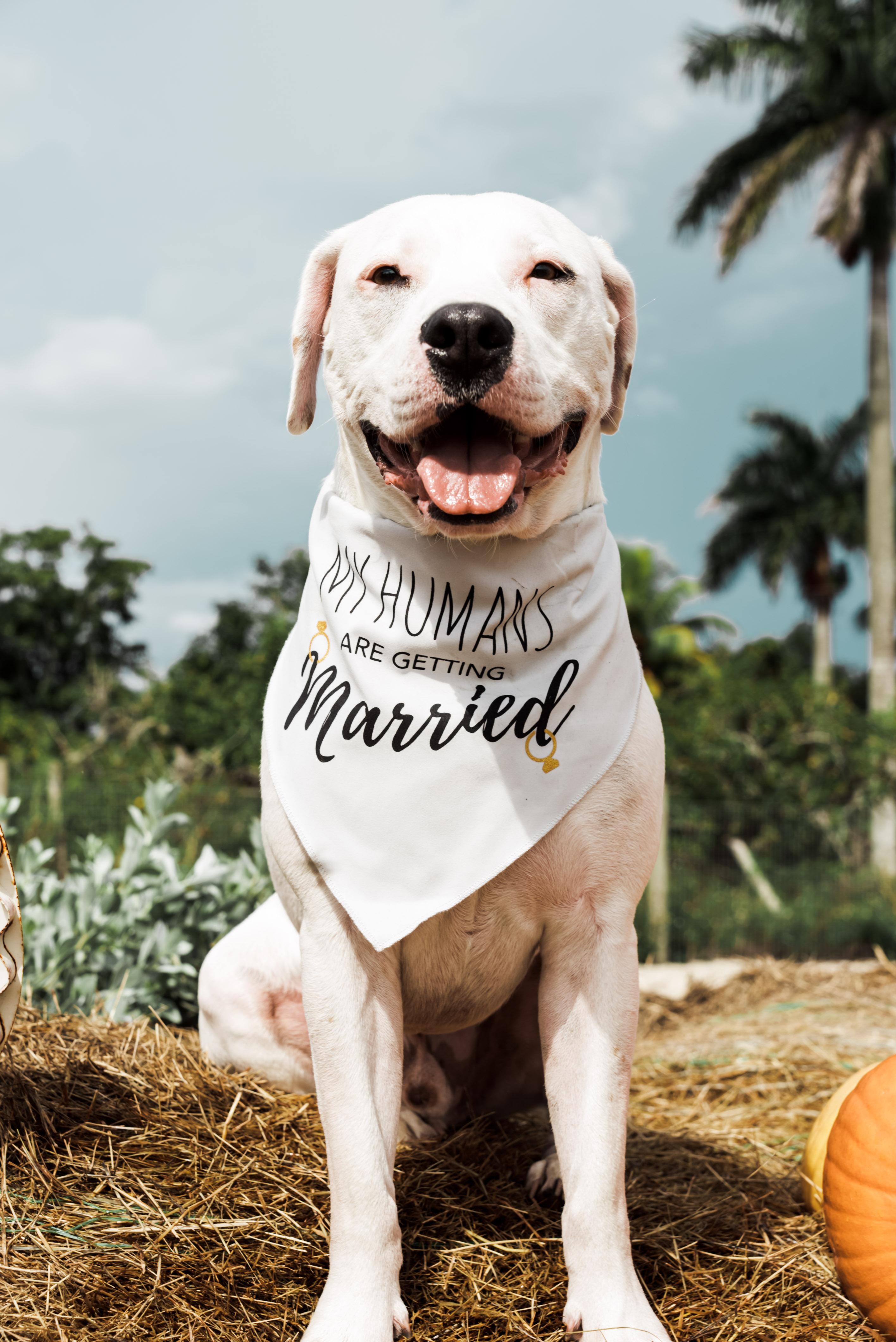 The Wedding Website of Ariana Elena De La Fuente and Sergio Lorenzo