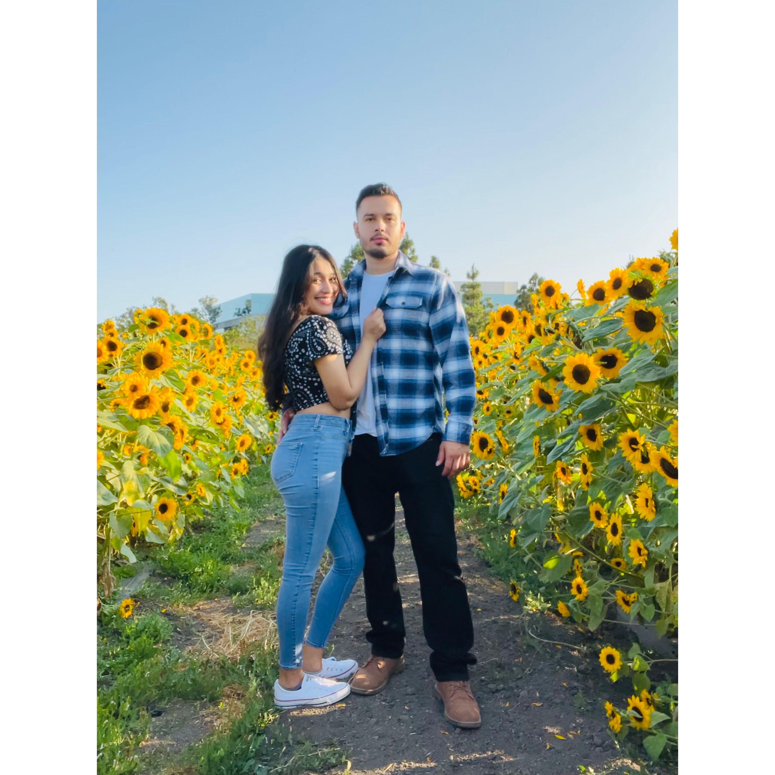 Anthony surprised Julissa with a trip to a sunflower field