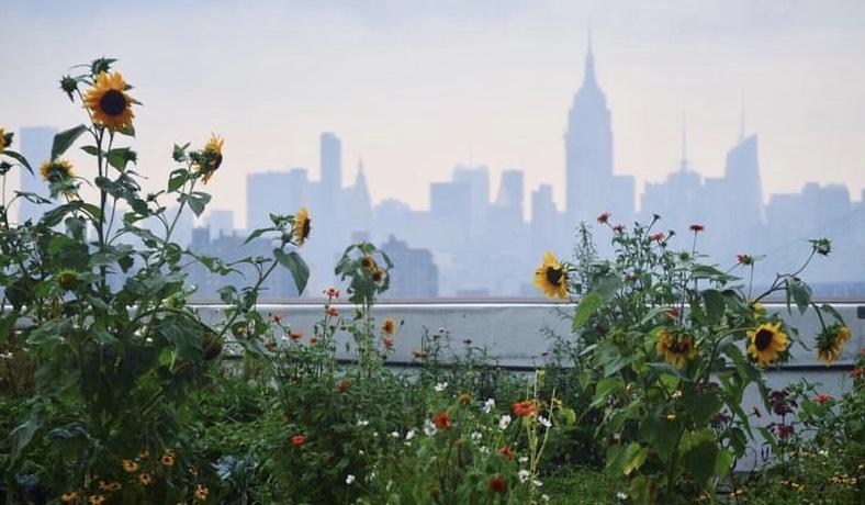 The Wedding Website of Seamus Mullin and Elisa Odoardi