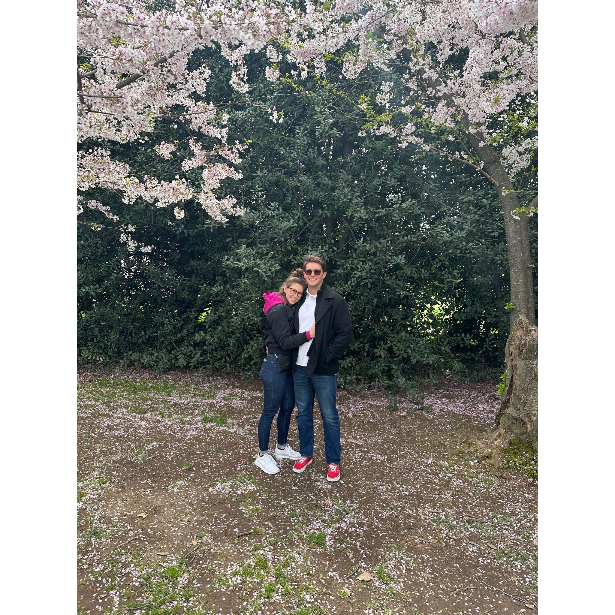 The cherry blossoms in D.C. were in full swing!