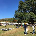 Phoenicia Flea