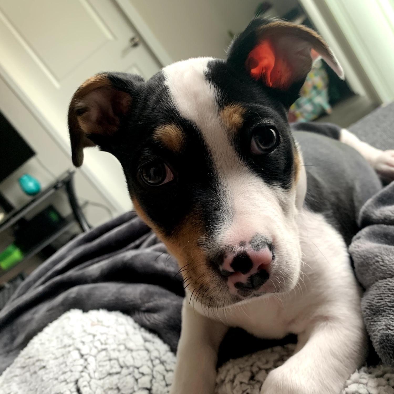 Adopted Kip in 2021