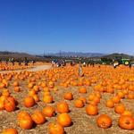 Underwood Family Farms