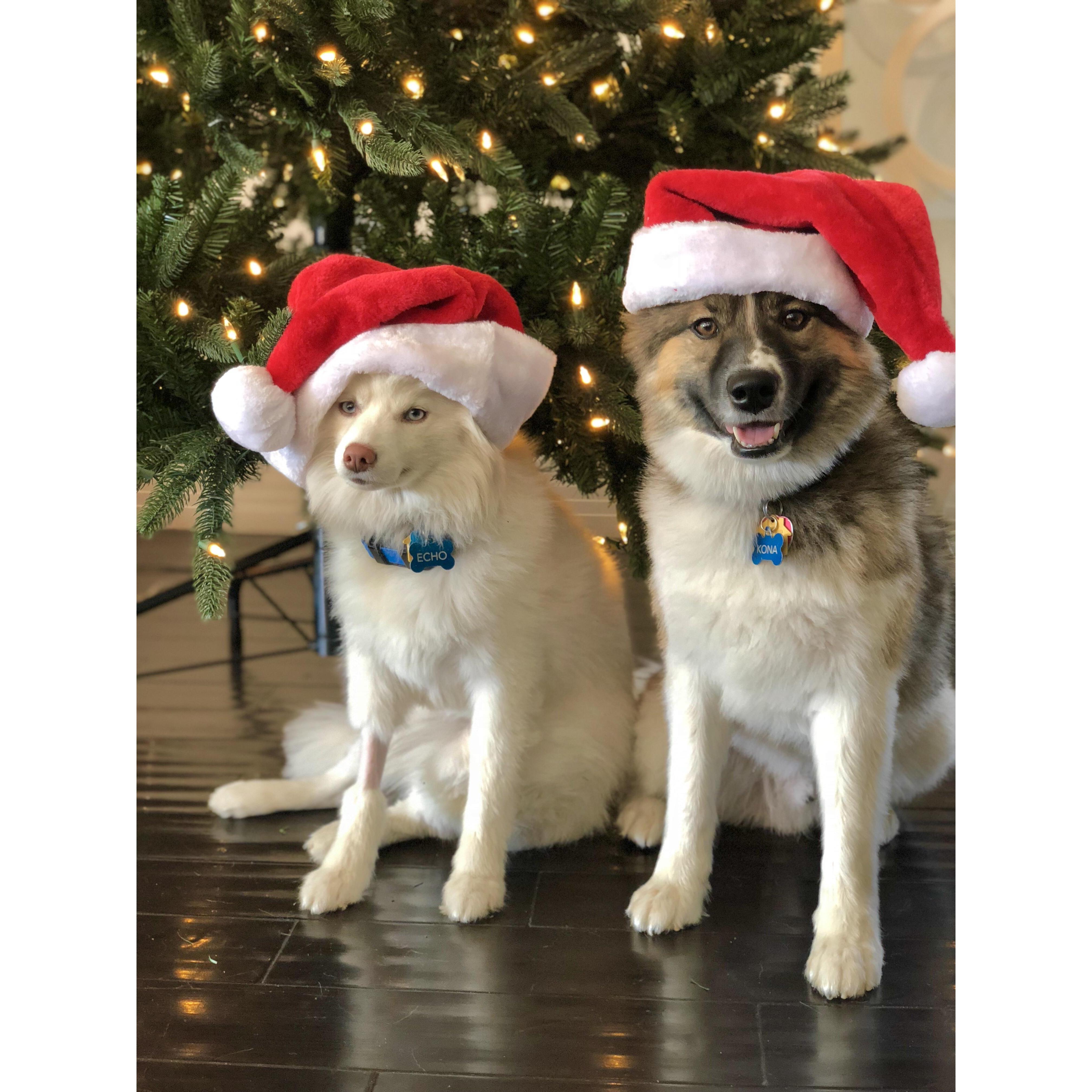 Our fur babies xx