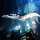 Manta Ray Night Snorkel
