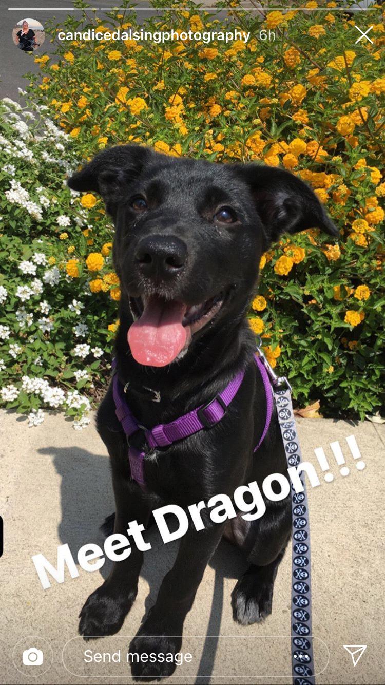 Baby Dragon