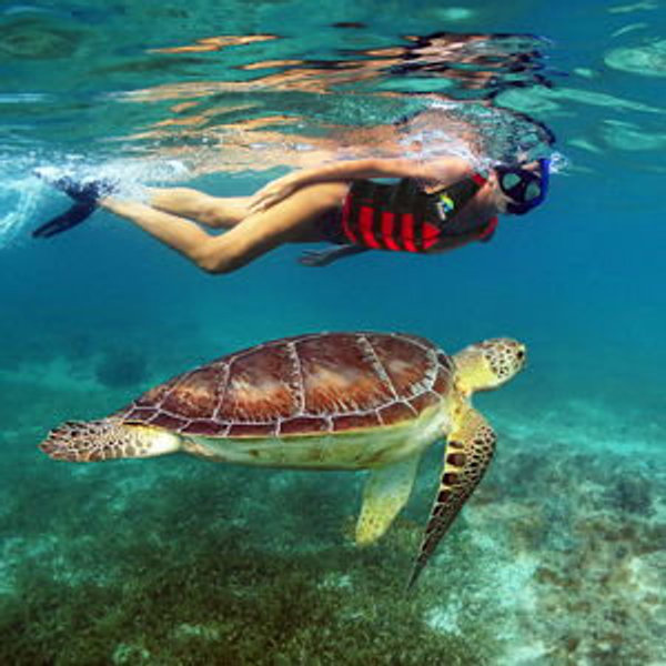 Akumal Bay Sea Turtle Snorkeling For Two