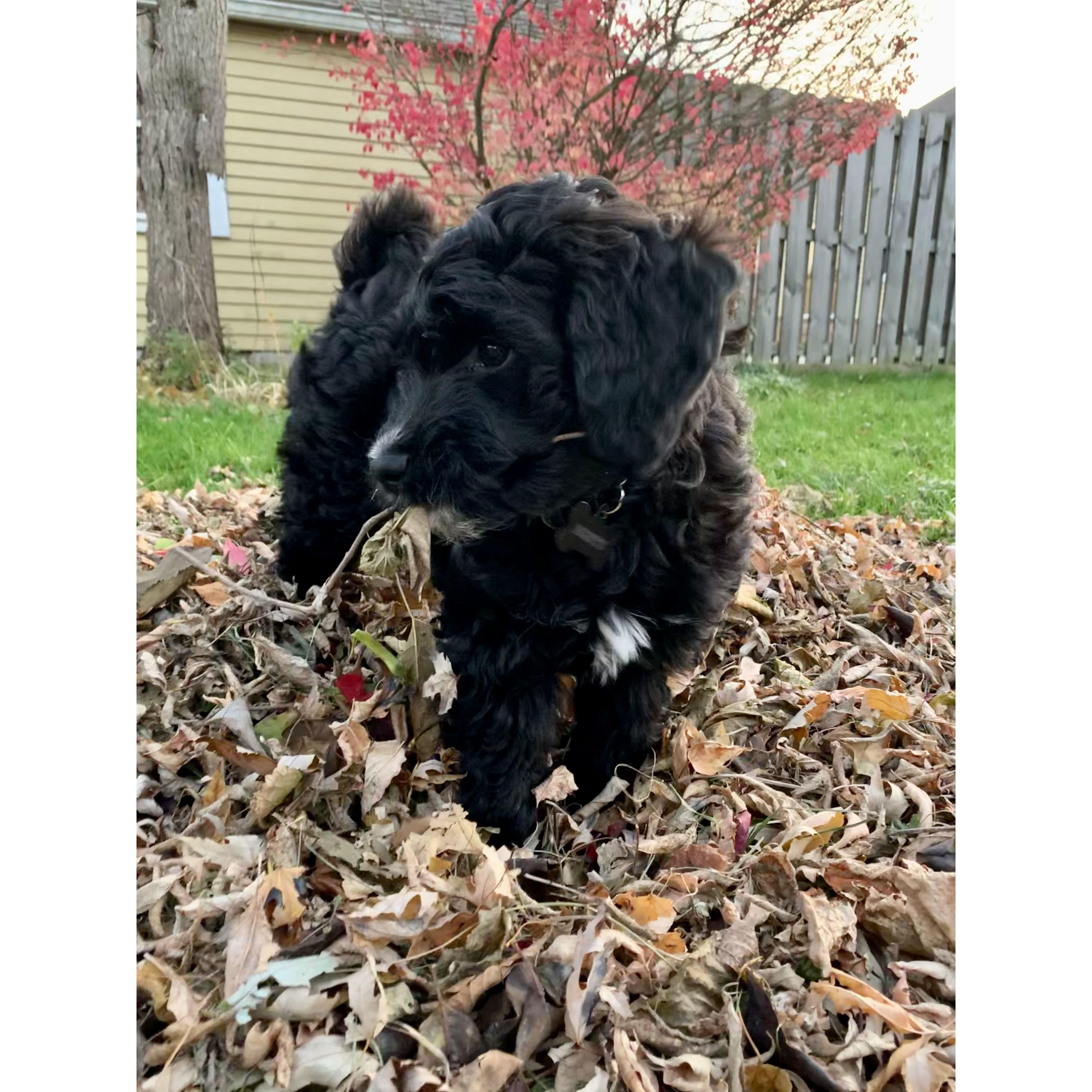 Two weeks later, we brought home our sweet Monty - October 2020