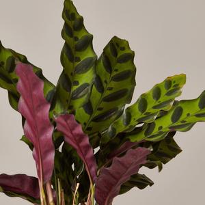 Calathea Rattlesnake