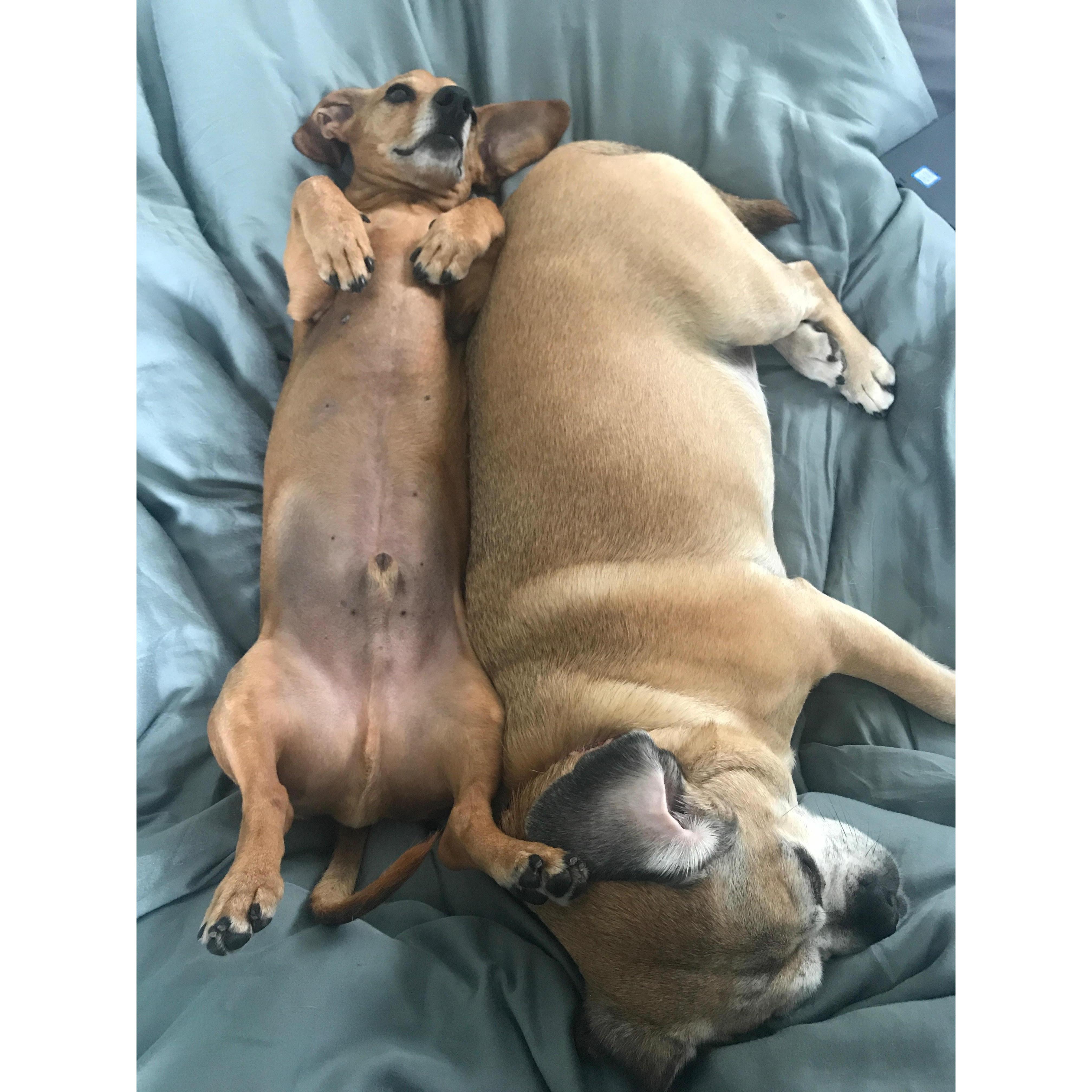 Mougli and Bella