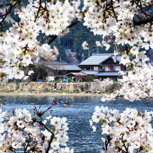 Cherry Blossom Champagne Moments