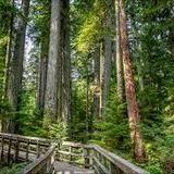 Cathedral Grove