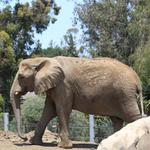 San Diego Zoo