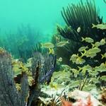 John Pennekamp Coral Reef State Park