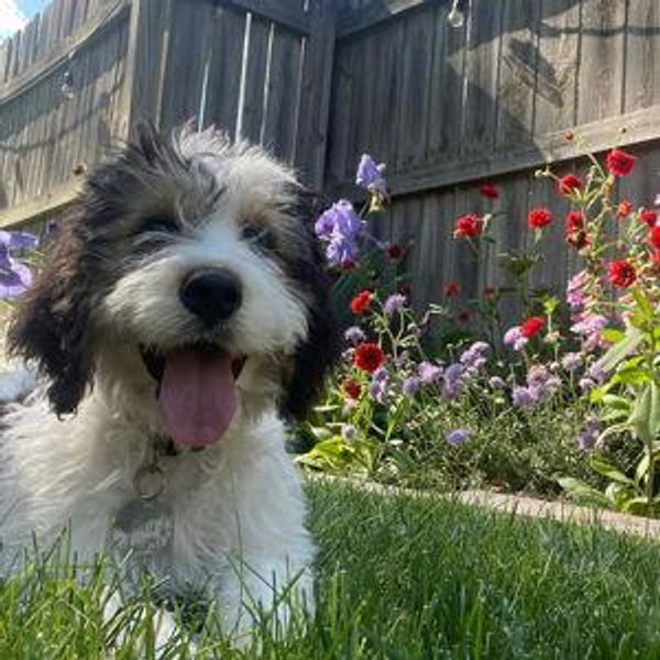 Year's Supply Of Pet Treats for Maggie