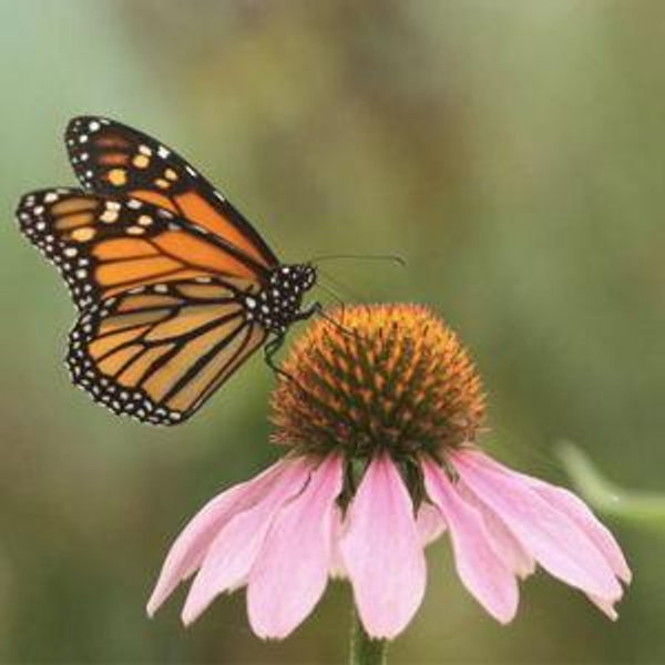 Pollinator/Bird Garden