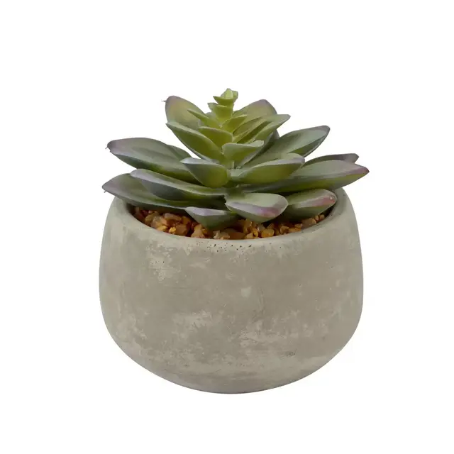 Studio 3B™ 3.5-Inch Single Green Succulent