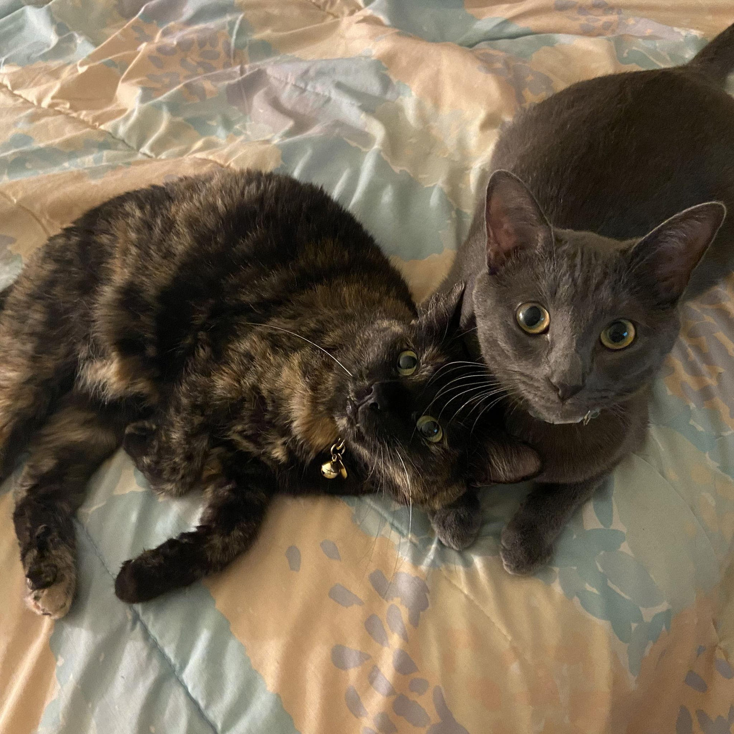 Stevie Licks & Aura