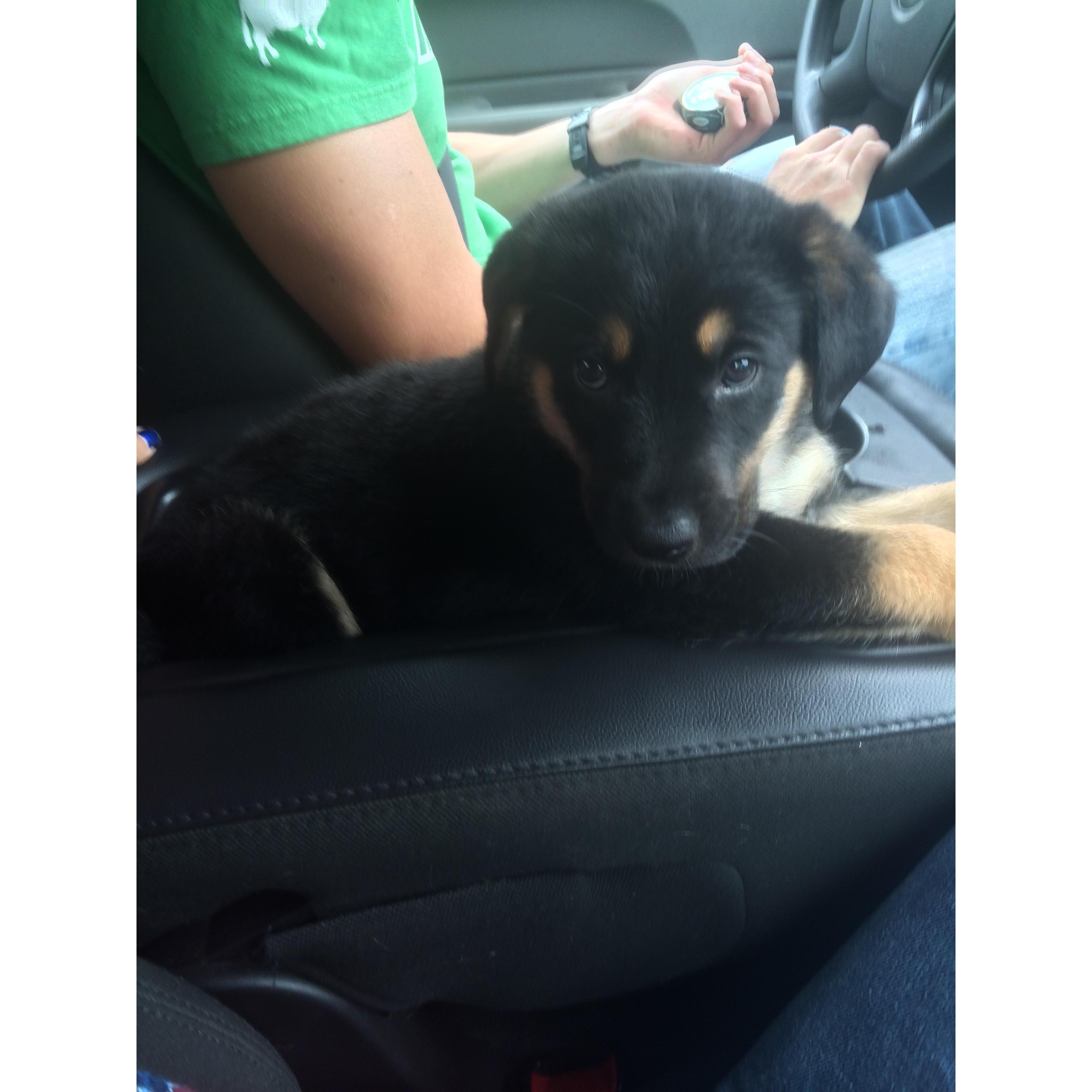 We also added Bo to our family in 2014....